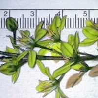 Adjusting a Microscope