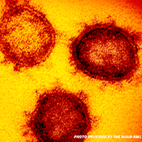 Inject viral vector using UMP3 UltraMicroPUmp