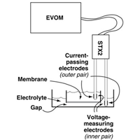 Monitor the Growth of Epithelial Cells in Vitro Manually