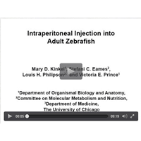 Zebrafish Microinjection using the UMP3/Micro4