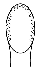 Russian Tissue Forceps