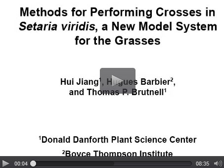 method for cross pollinating grasses