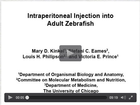 Zebrafish Microinjection using the UMP3/Micro4