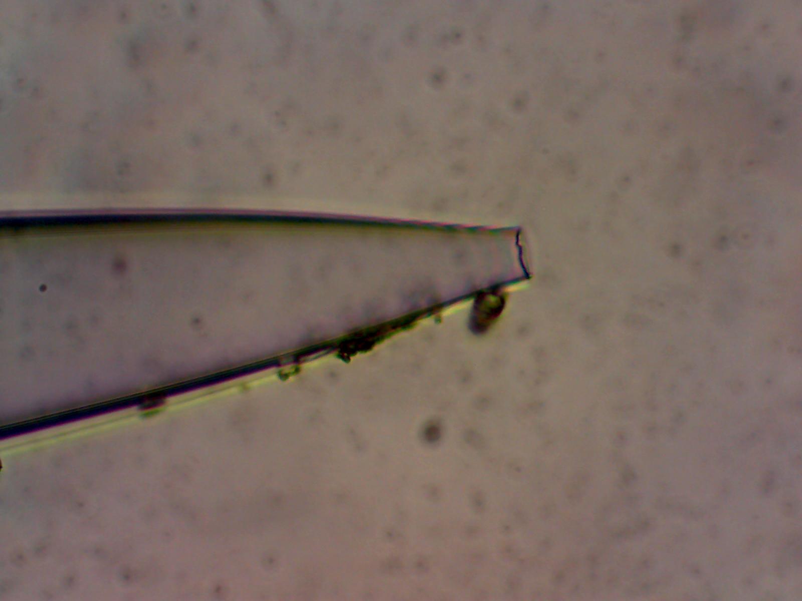 Micropipette_10um_400X