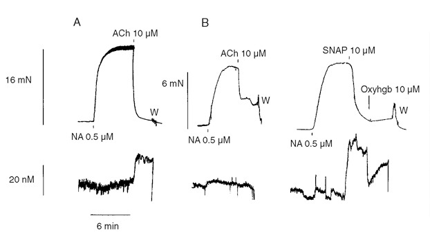 Nitric Oxide Sensor-changes of NO concentration