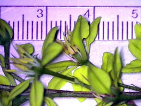 F200 Objective, Standard CS-Mount