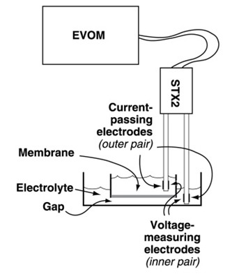 TEER measurement electrode position